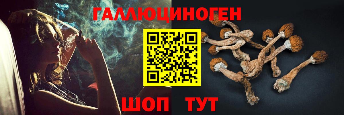 Псилоцибиновые грибы Psilocybe Ачхой-Мартан